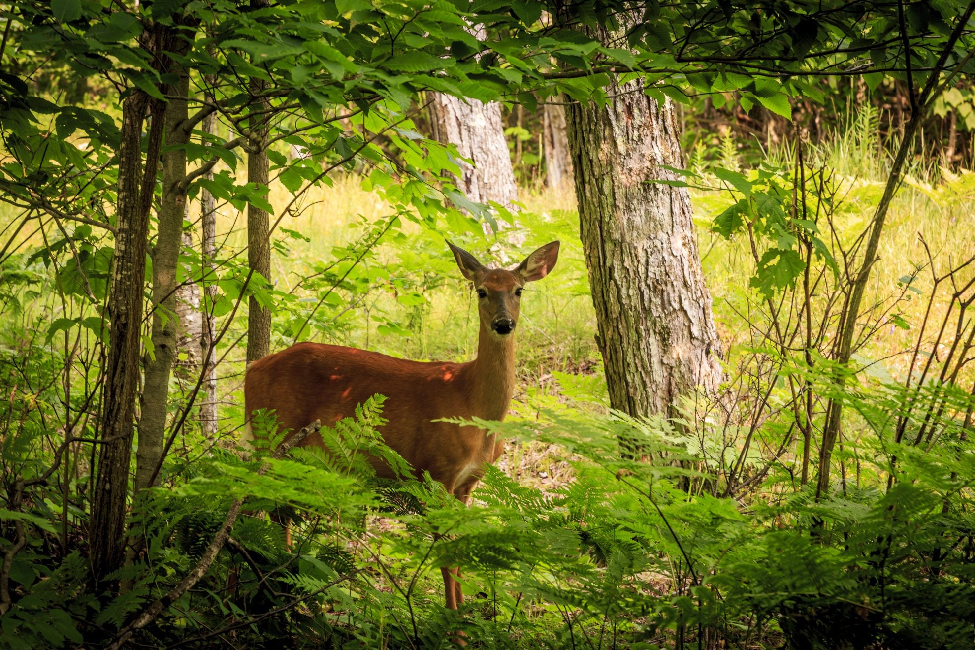 Wald